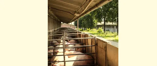 Alți 20 de porci au fost SACRIFICAȚI. Nou focar de PESTĂ PORCINĂ în Bihor