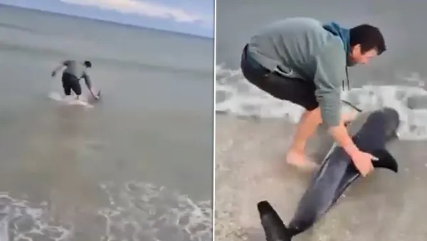 Un delfin eșuat pe plaja din Eforie, salvat de un tânăr. Imaginile au devenit virale și au stârnit un val de reacții
