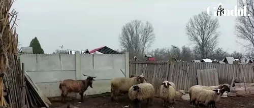 FOTO, VIDEO | Invazie de șacali într-o localitate din județul Dolj. Zeci de animale au fost ucise