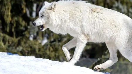 IMAGINI virale. Cercetătorii americani susțin că au readus la viață o specie de lup PREISTORIC, dispărută în urmă cu aproape 13.000 de ani