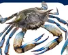 A fost văzut un specimen rar de crab ALBASTRU american în Marea Neagră, foarte căutat pentru carnea foarte gustoasă