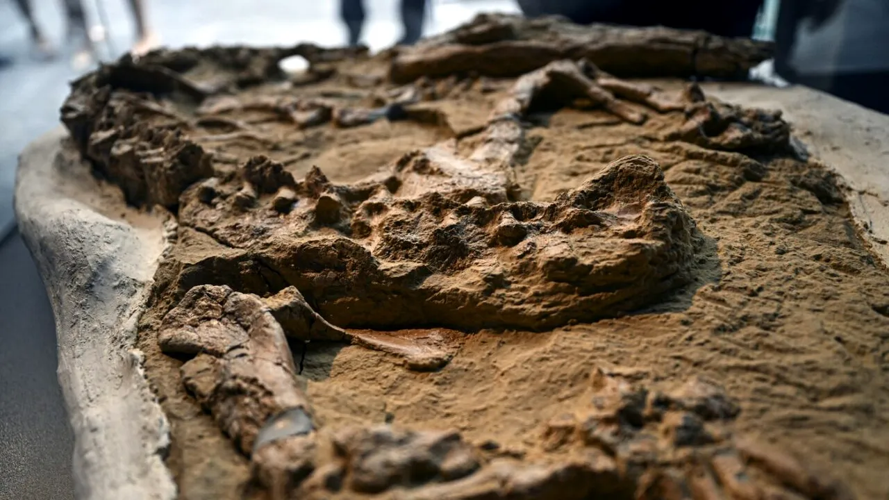 DESCOPERIRE istorică în deșertul Ocucaje. Fosile rare ale unui crocodil marin, vechi de peste 10.000.000 de ani, găsite în stare perfectă