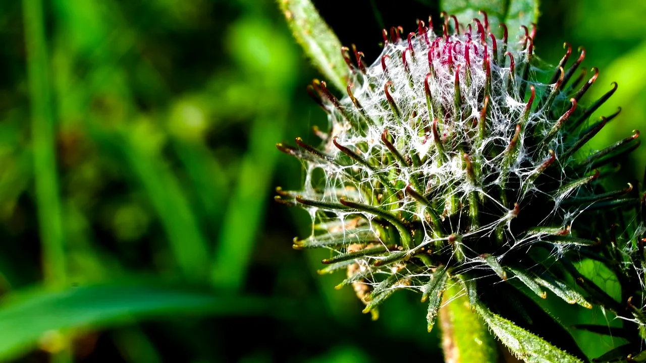 PLANTELE minune despre care puțin români stiu că distrug metalele grele din organism. Cum să te vindeci într-un mod natural cu „roadele pământului”