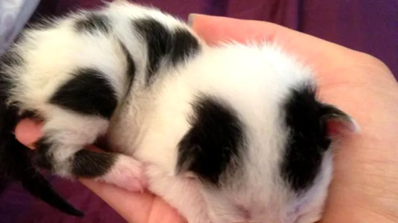 O poveste emoționantă, în imagini: cum arată acum pisica salvată de la moarte cu ajutorul unui câine