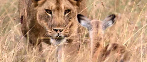 O leoaică a adoptat un pui de antilopă după ce i-a ucis mama. GALERIE FOTO