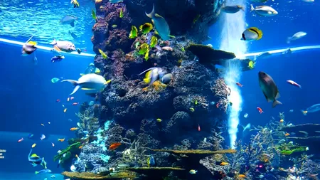 Noi specii de pești revin în Marea Neagră: semne POZITIVE pentru ecosistem