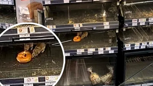 Șobolani în raft la Mega Image, în sectorul 1. Compania recunoaște: „Ne cerem scuze. Închidem magazinul” FOTO