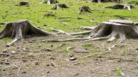Cât lemn s-a exploatat anul trecut în România. Volumul este în creștere