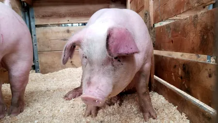 Un bătrân din Olt s-a trezit cu porcul FURAT, în prag de sărbători. Animalul a fost vândut de hoți, într-un județ vecin