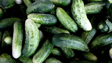 Legumicultorii din Galați întâmpină dificultăți: prețuri mici la prima producție de castraveți a anului 