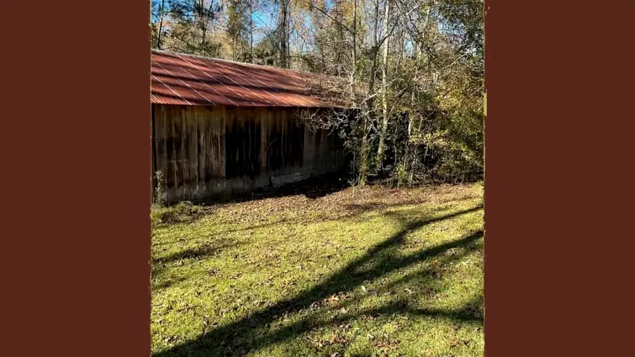 Iluzie optică virală | În această poză este ascuns un șarpe. Geniile îl găsesc în maximum 11 secunde