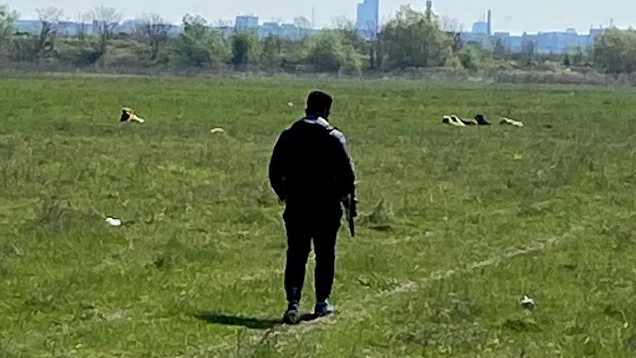 Cum a intervenit ASPA București după ce o femeie a fost mușcată de mai mulți câini. „ Sterilizarea este singura soluție de a preveni înmulțirea necontrolată a animalelor”