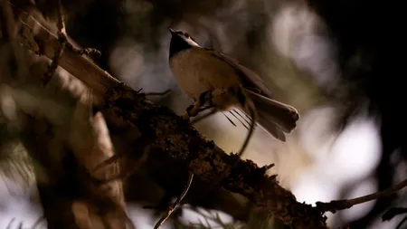 O tulpină a virusului gripei aviare cu un nivel ridicat de infecție a fost detectat în Filipine