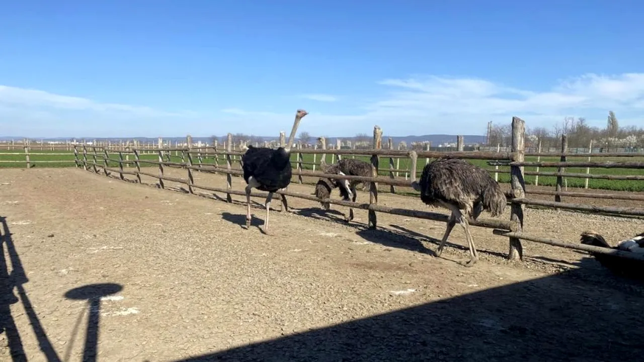 Intrusul exotic de Sărbători. Cu ce preferă unii români să înlocuiască porcul de pe masa de Crăciun