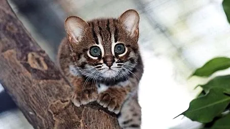 Ministerul Mediului a suspendat ordinul care ar fi permis împușcarea a aproape 1.700 de animale