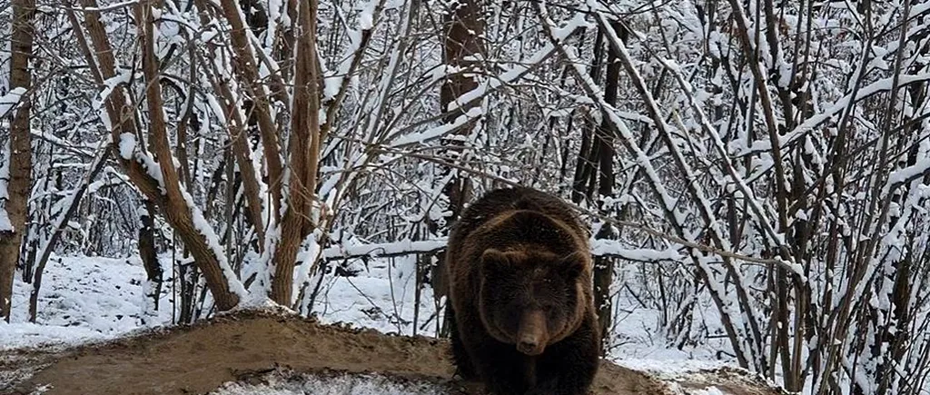 Autoritățile din Odorheiu Secuiesc au emis o avertizare RO-ALERT, după ce în municipiu a fost semnalată prezența unei ursoaice cu doi pui