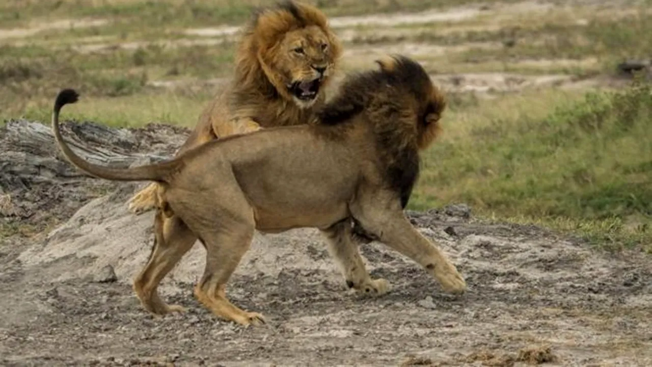Anunț trist: ce s-a întâmplat cu Jericho, fratele leului Cecil