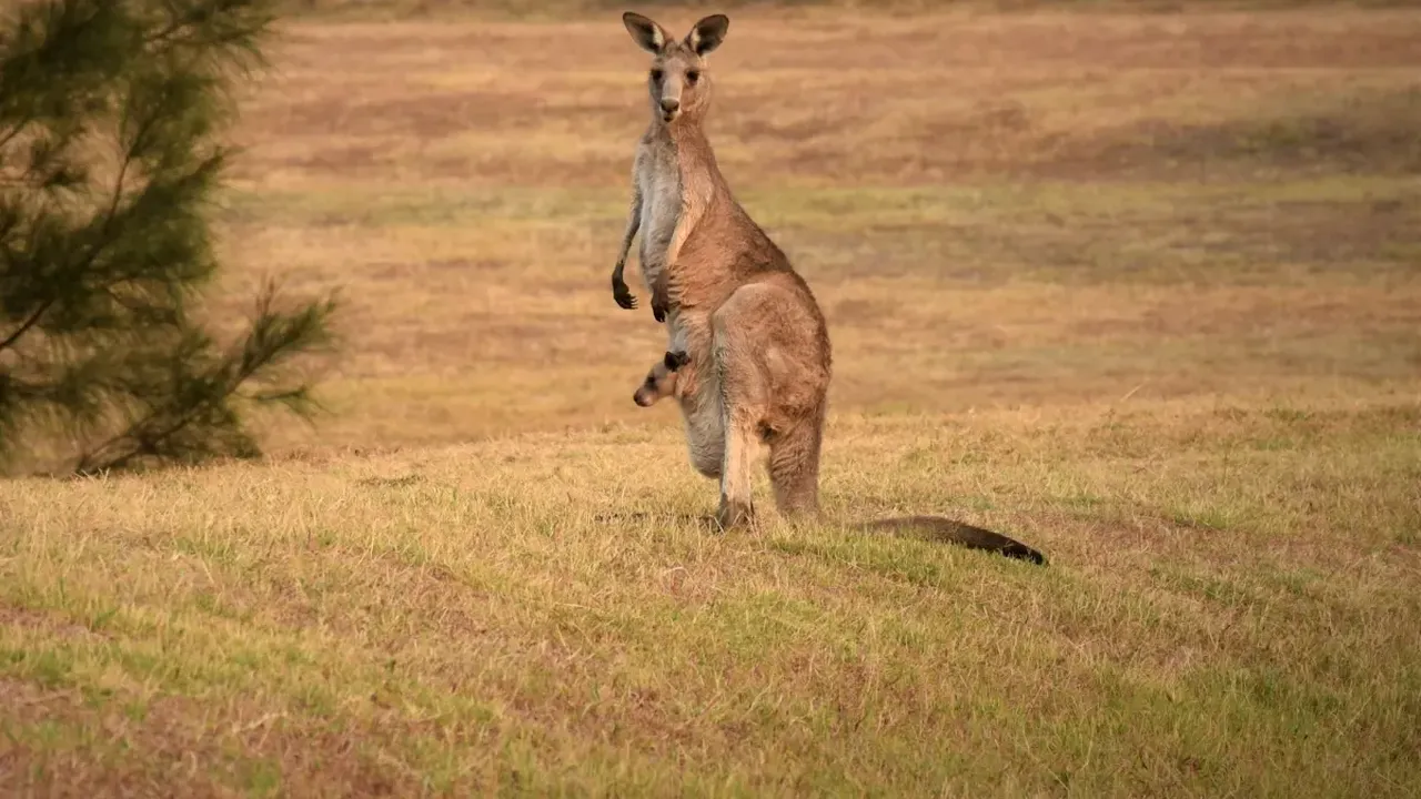 Australian omorât de cangurul pe care îl ținea ca animal de companie. Un astfel de atac nu a mai avut loc din 1936