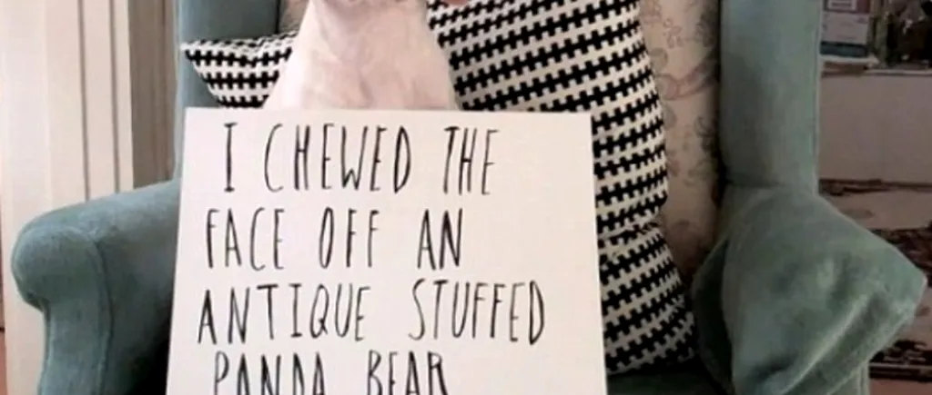 Cum a fost pedepsit un beagle pentru că a ros tot din casă. VIDEO