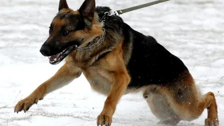 Răspunsul unui polițist când procurorii l-au anchetat: 