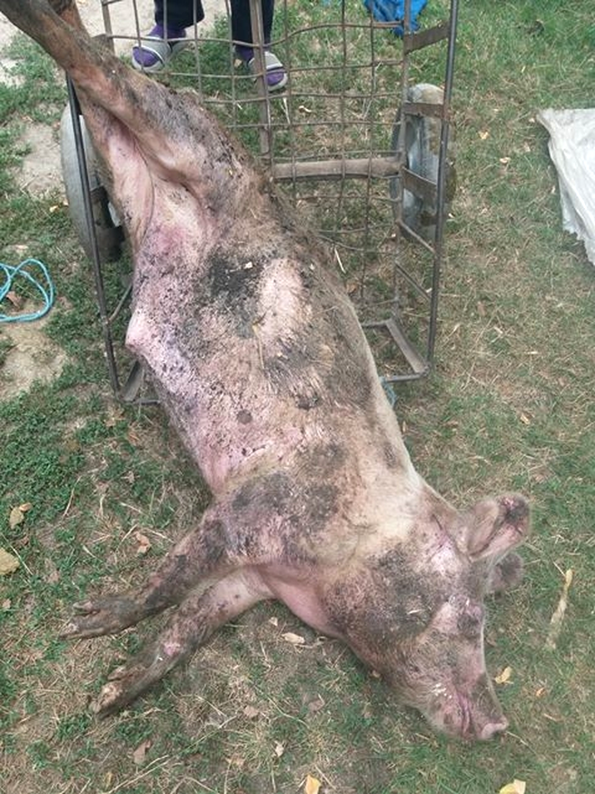 Porcul familiei Vlas, mort de PPA