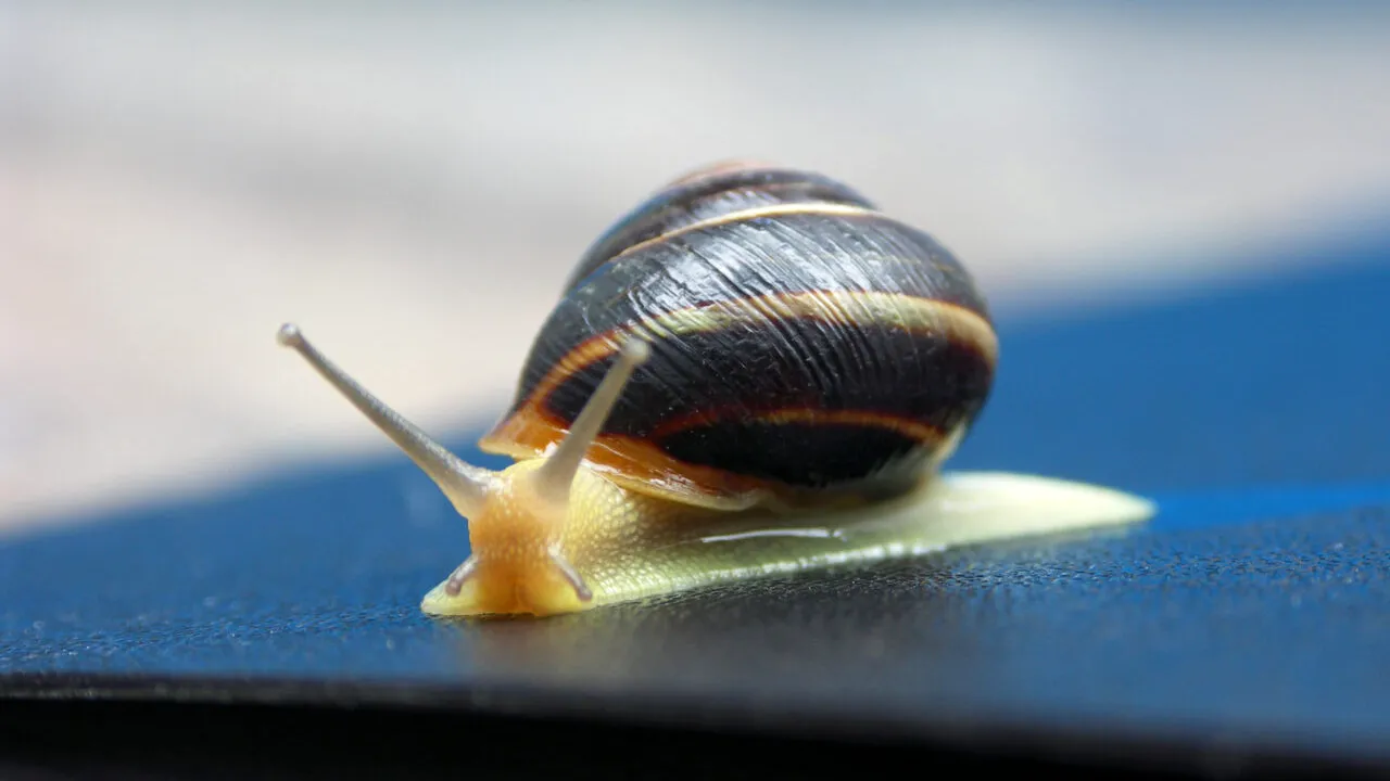 Melcii africani GIGANT pe post de animal de companie, pericol pentru sănătate. Avertismentul cercetătorilor