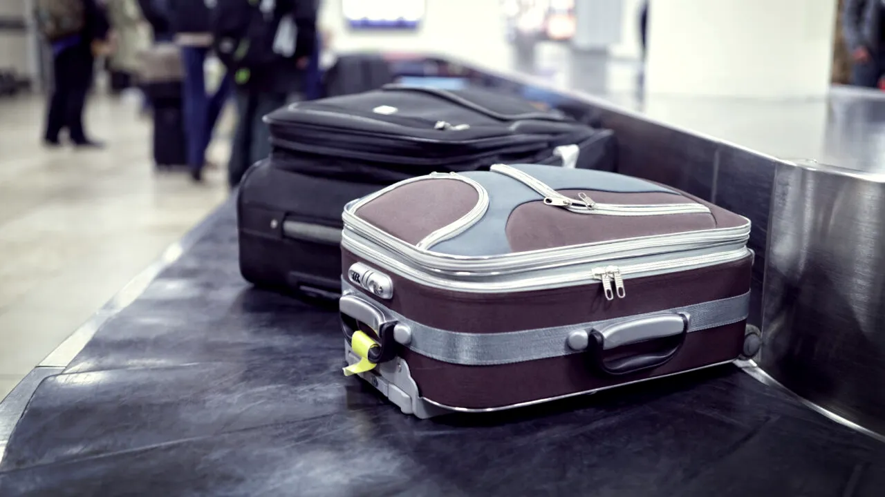 Curtea de Justiție a UE a decis. Câinii, considerați bagaje pentru companiile aeriene