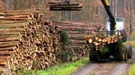 Mafia lemnului din Cluj ajunge în instanță. Două firme și doi bărbați, trimiși în judecată pentru un transport ilegal de lemne și fals informatic