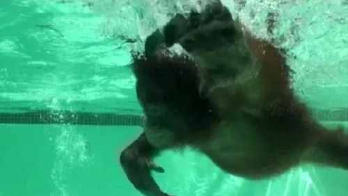 VIDEO. Imagini inedite. Un cimpanzeu și un urangutan înoată ca oamenii