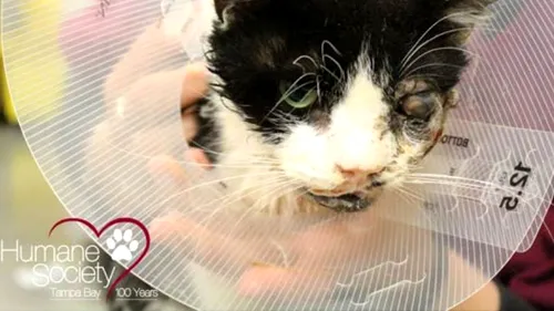 Poveste impresionantă: O pisică lovită de mașină și îngropată „s-a întors din morți cinci zile mai târziu
