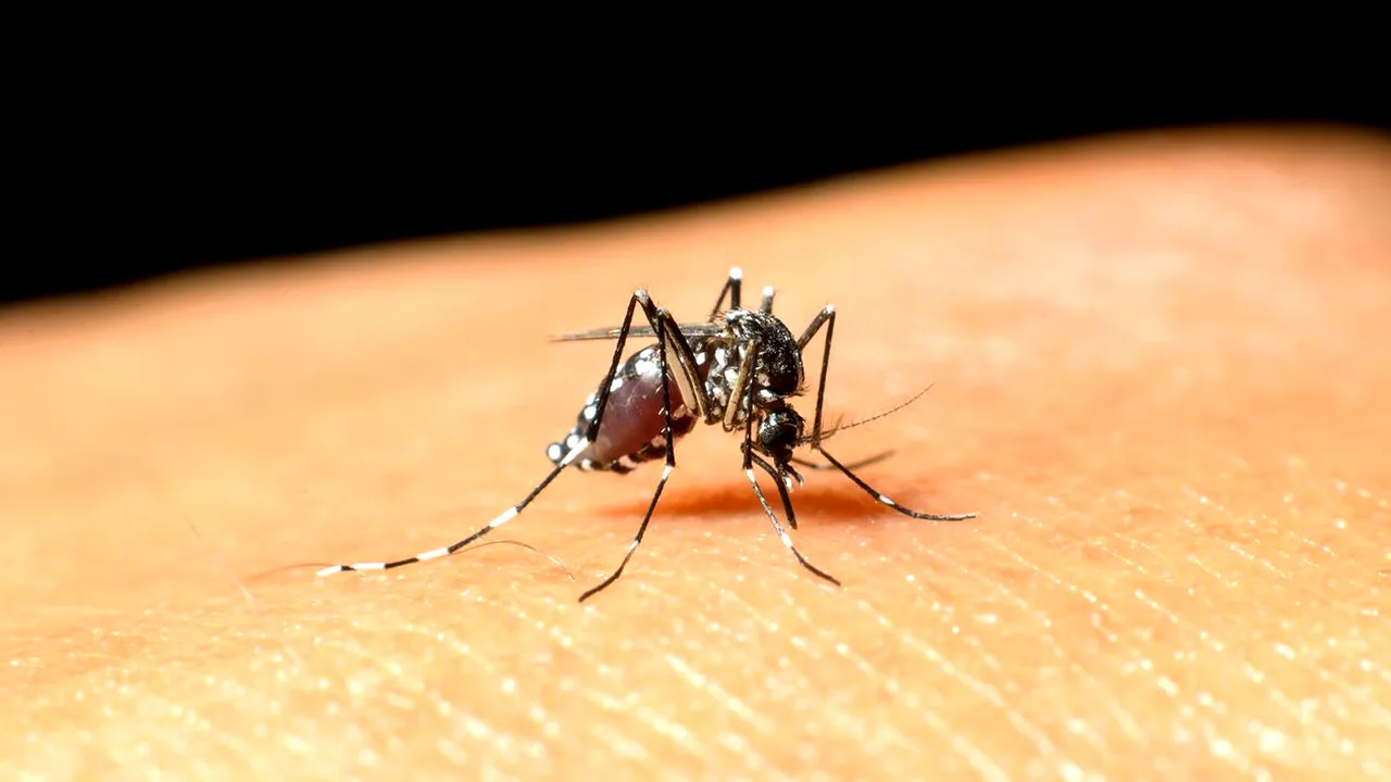 Primul deces din cauza virusului West Nile în România, în 2024