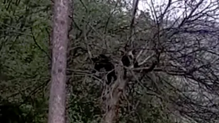 Doi pui de urs care s-au urcat într-un copac din Bușteni au fost goniți cu sirenele - VIDEO
