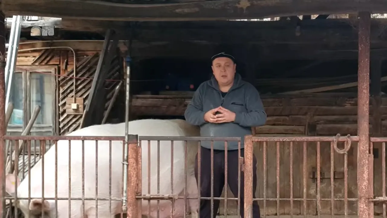 Suma impresionantă cu care se vinde cel mai mare porc din România. „Jardel” cântărește aproximativ 600 de kilograme