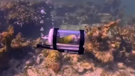 Primul papagal din lume care face snorkeling. Stăpânul lui i-a construit un minisubmarin