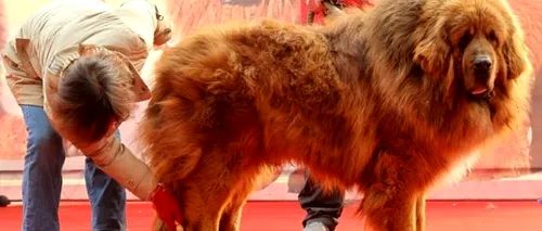 Cum au ajuns Mastiffii Tibetani din China, vânduți în trecut cu sume de 1,6 milioane de dolari, să fie abandonați pe străzi