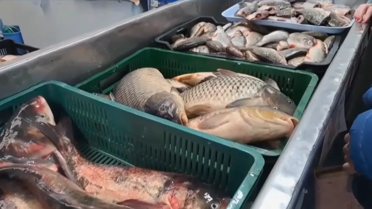 Cât costă un kilogram de pește proaspăt, de Buna Vestire. „Mai SCUMP decât carnea”