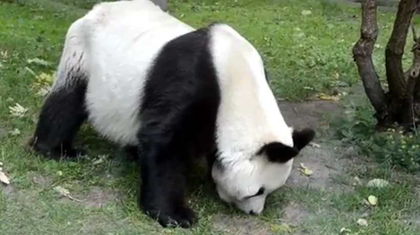VIDEO - Bao Bao, unul din cei mai bătrâni panda uriași din lume, a murit