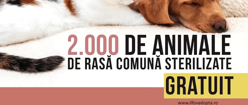 Peste 2000 de animale de rasă comună au fost sterilizate gratuit în Ilfov (P)