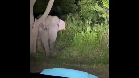 Un taximetrist srilankez a fost încarcerat pentru că a hărțuit un elefant claxonând şi dând flash-uri, într-o zonă protejată