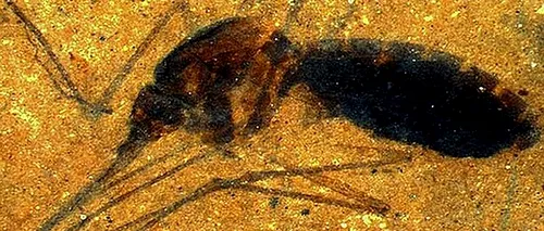Descoperire neașteptată a cercetătorilor în fosila veche de 46 de milioane de ani a unui țânțar