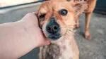 „În țara noastră, abandonul este normalizat”. Portugalia, în fața unei crize a abandonului animalelor