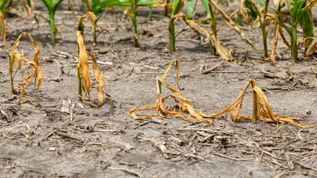 SECETA provoacă pagube imense în România. Unele culturi sunt deja compromise