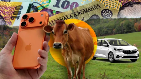 Cât mai costă o vacă în România. Este mai scumpă decât un Logan second hand sau decât un iPhone