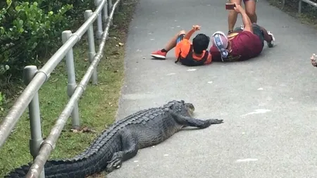 Gest inconștient făcut de doi turiști din FLORIDA! S-au întins în fața unui aligator pentru un selfie