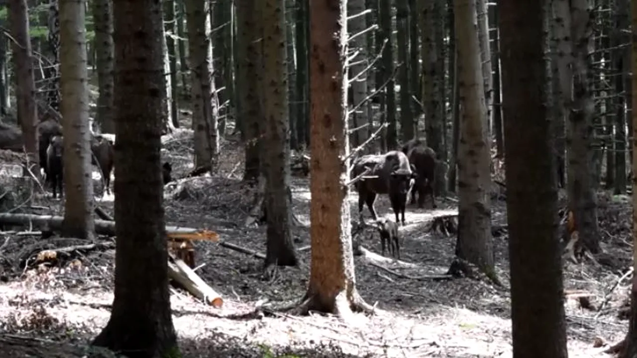 Imagini rare cu primul pui de zimbru din România, fătat în libertate, în această primăvară. VIDEO