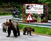 Amenzi de până la 60.000 de lei în cazul cetățenilor care hrănesc urșii. Ce arată un proiect de lege