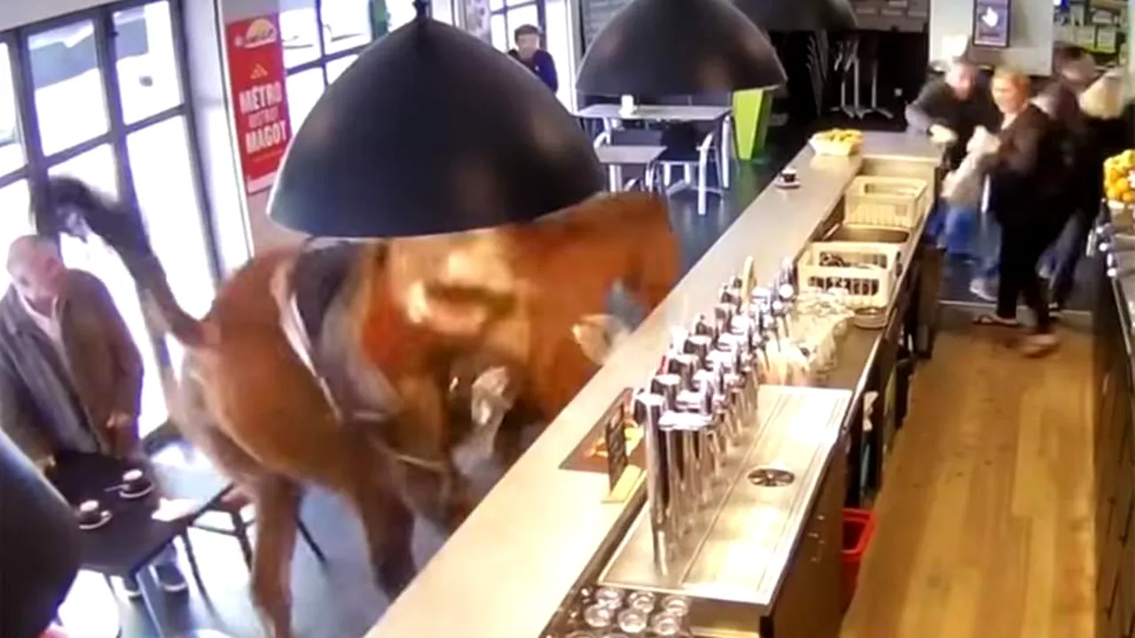 Un cal intră într-un bar... Nu, nu este un banc. S-a întâmplat într-o cârciumă din Franța