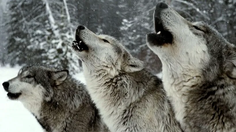 De ce urlă lupii. O nouă teorie a oamenilor de știință