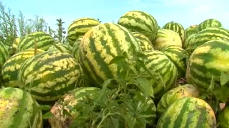 Producția de pepeni dintr-o comună ieșeană, cu 35% mai mare decât cea din anii trecuți datorită ploilor și temperaturilor mari - VIDEO