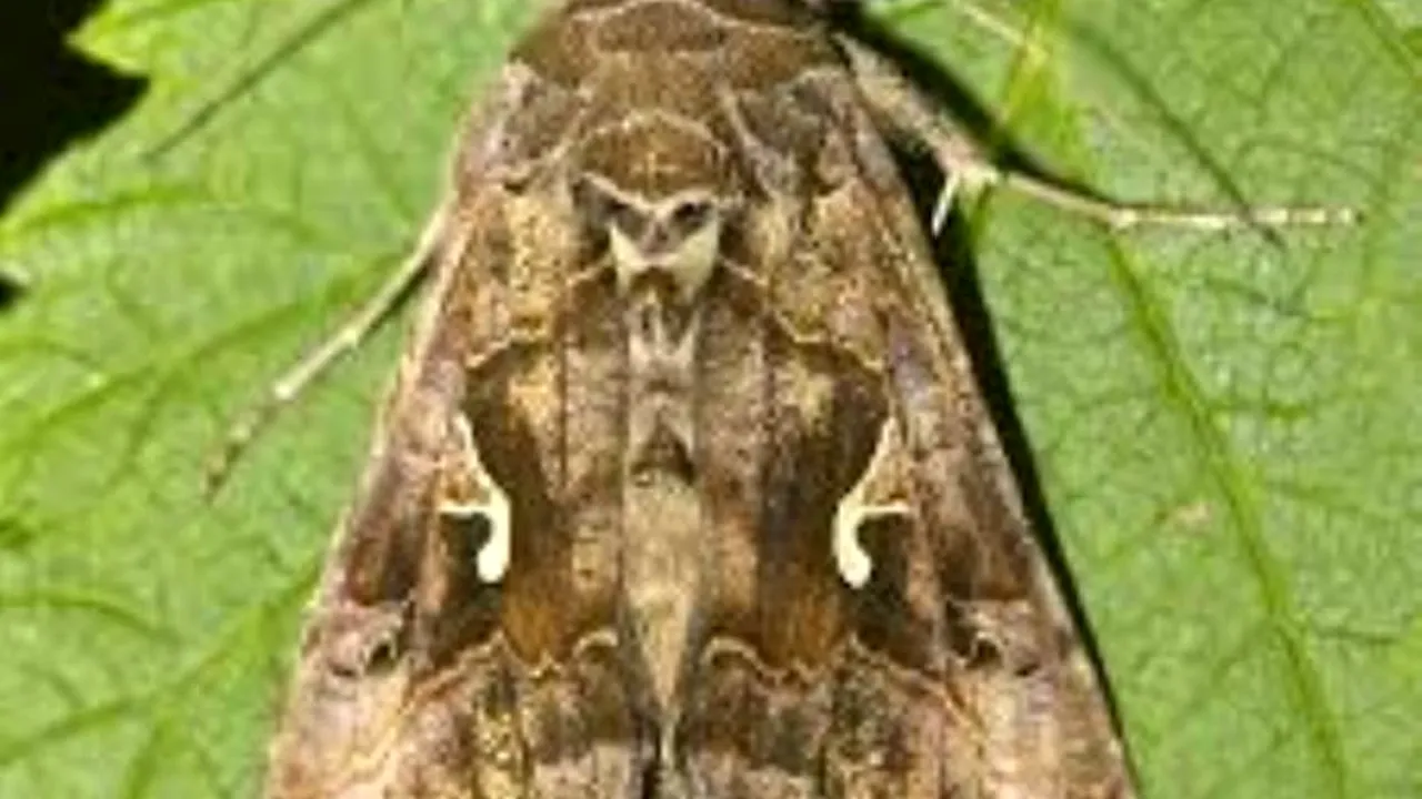 Un roi de fluturi maronii a invadat Capitala. Specialist de la Muzeul Antipa: „Vin din Nordul Africii, atrași de vremea caldă și umedă